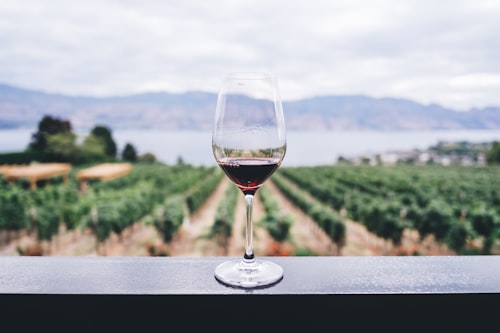 Abastecer a adega com bons vinhos